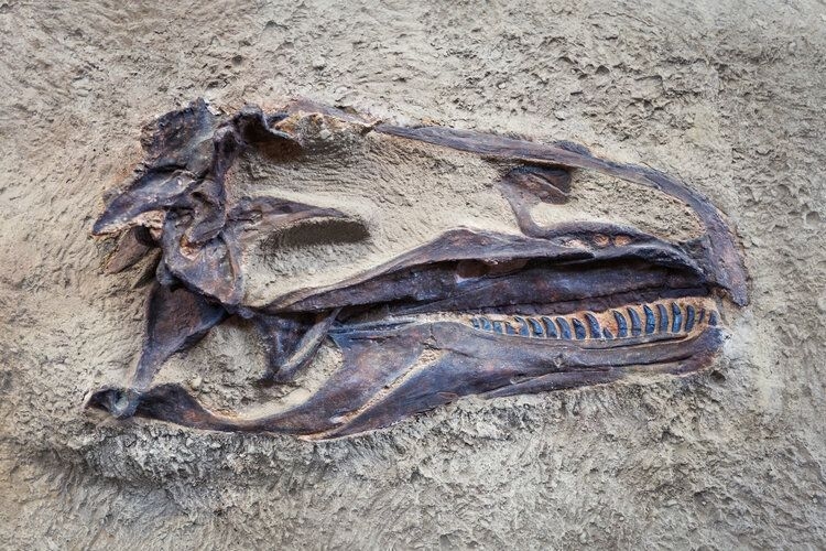 Things to do in Utah, Dinosaur National Monument
