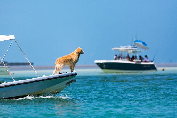 Pet friendly Vacation Rentals Cape Coral FL, dog on board a boat