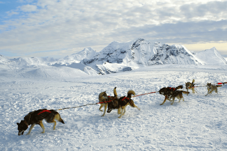 dog sledding
