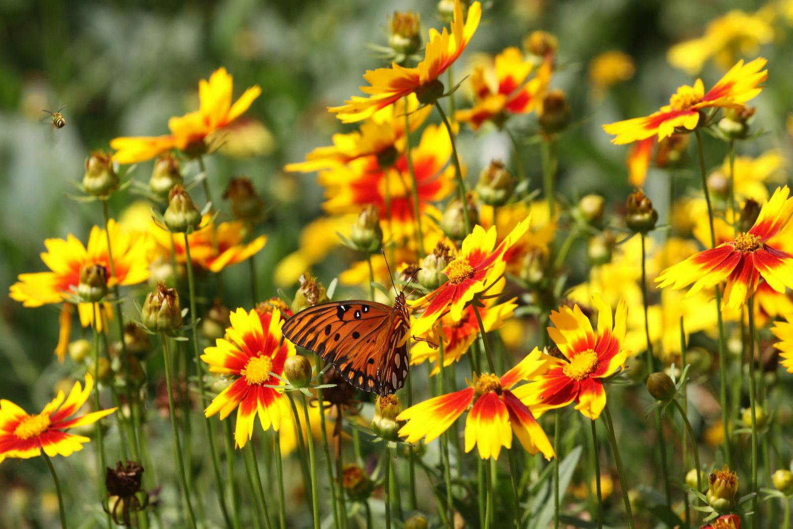 Yellow wild flowers with a butterfly on them
