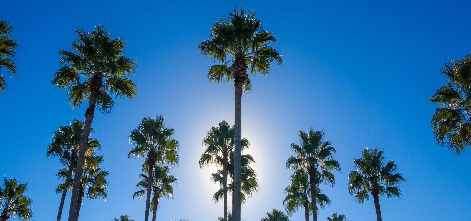 Florida holidays, palm trees, Top Villas