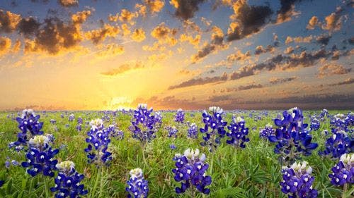 Wildflowers bloom in field at sunrise