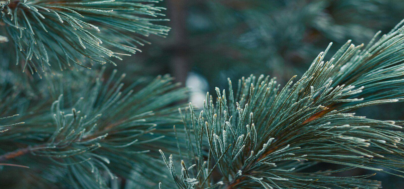 Gatlinburg cabins for Christmas, wintertime forest, Top Villas