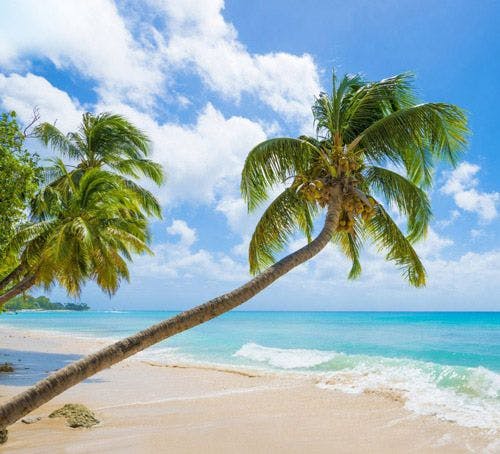 A palm tree leaning over white sand on a Barbados beach