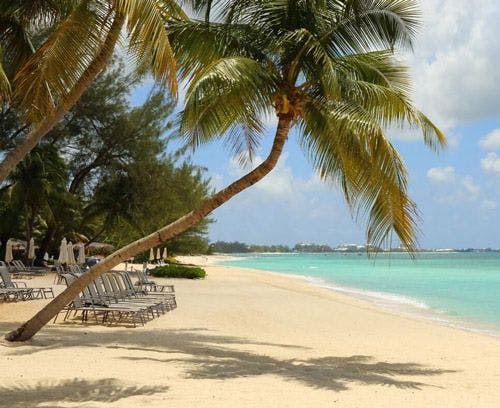 White sand beach with palm trees in Caribbean
