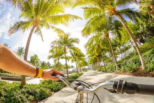POV shot of a person riding a bike down a path with palm trees on either side