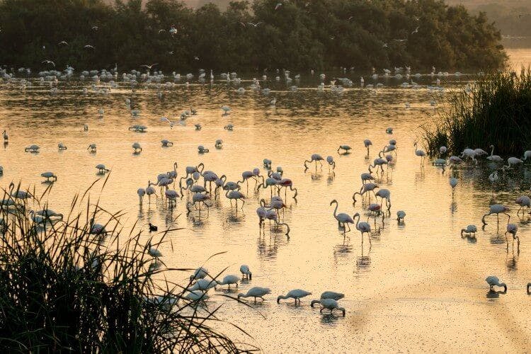 Flamingoes in a lake at Doñana National Park