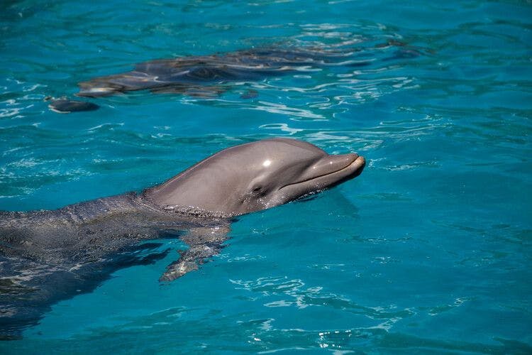 A friendly dolphin in Florida Keys
