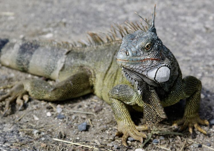 A friendly iguana on St Martin