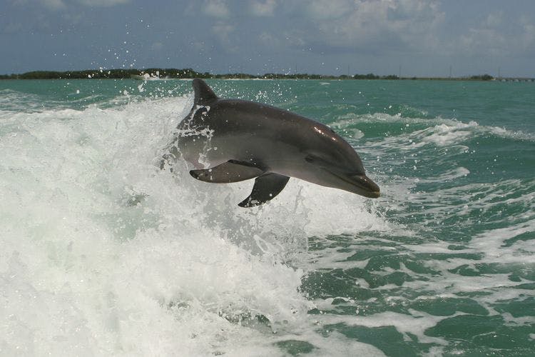 A dolphin rides a wave off Florida