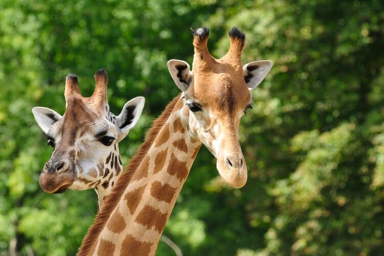 A pair of giraffes in the zoo