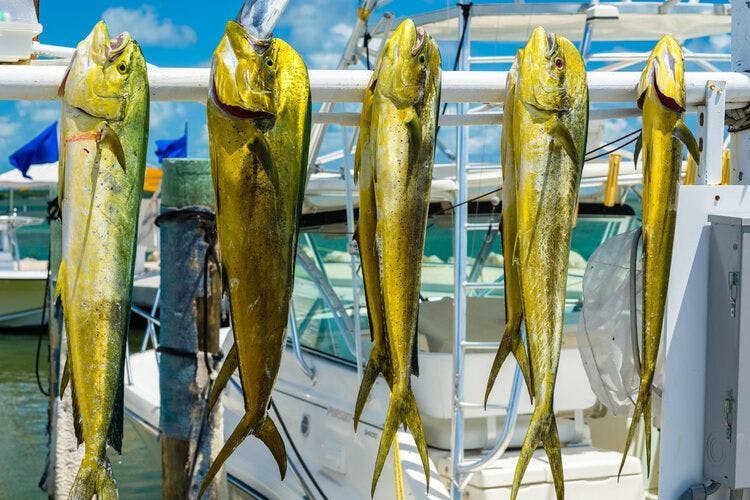 Sportfishing in Florida Keys