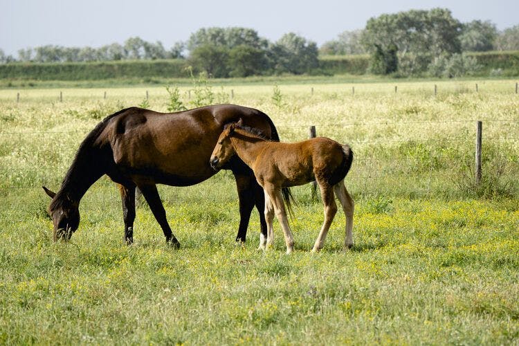 A horse and foal enjoy the sunshine in the Maremma Regional Park