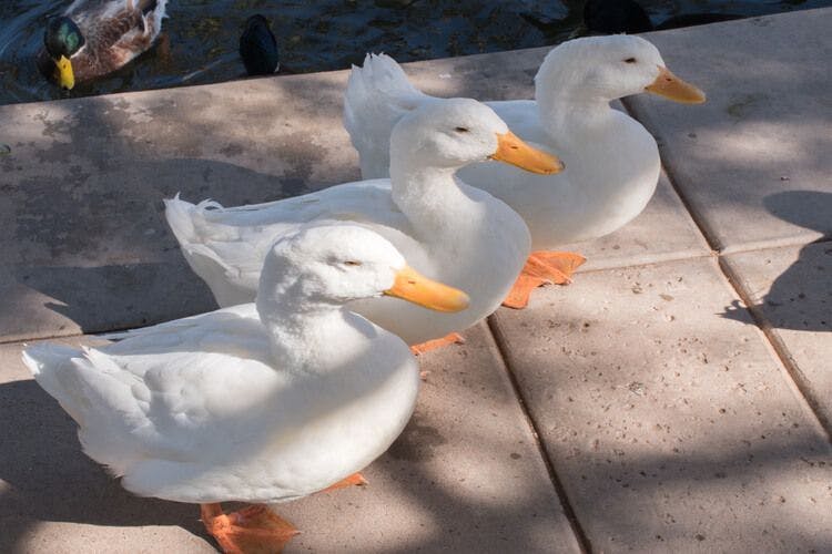Ducks at Freestone Park in Gilbert AZ