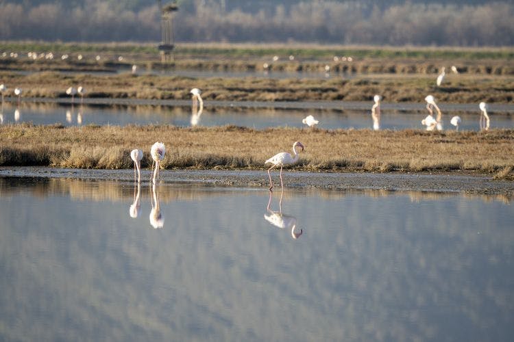 Flamingo rest in the Diaccia Botrona nature reserve