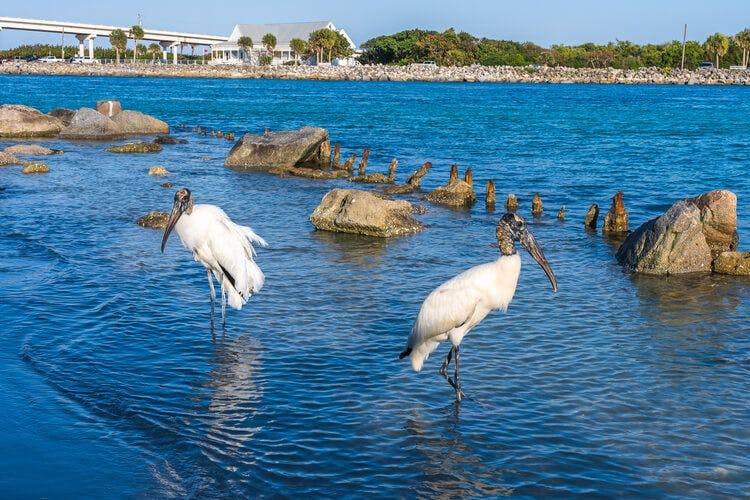 Wild birds take in the views from the Sebastian Inlet State Park, Florida