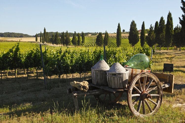 View across Lazio vineyards