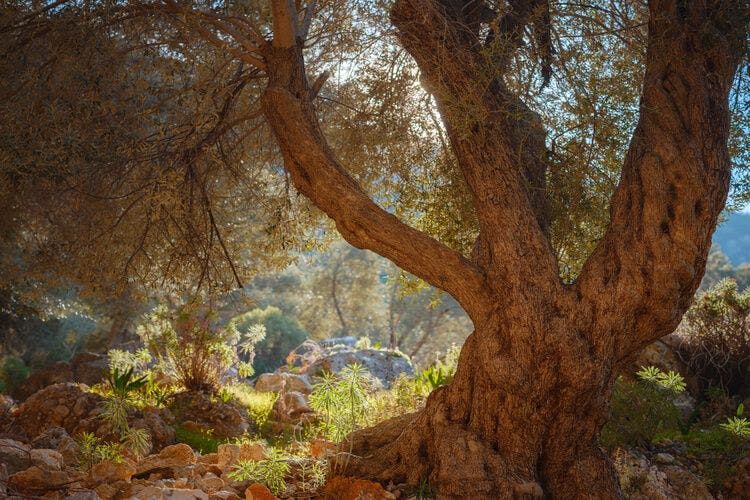 An ancient olive tree in the Corfu countryside