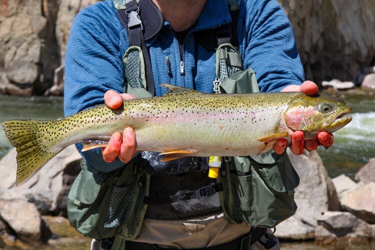 Fly fishing catch of the day in Idaho