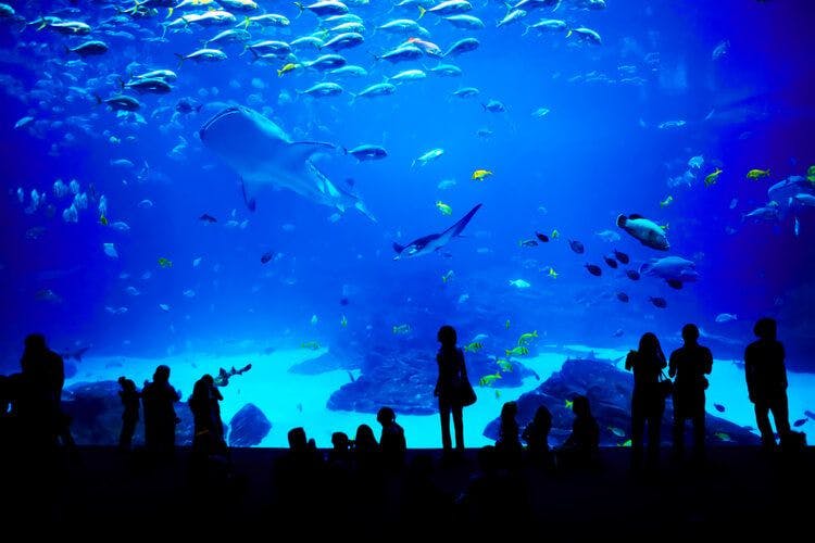 A visitor enjoys visiting Georgia Aquarium