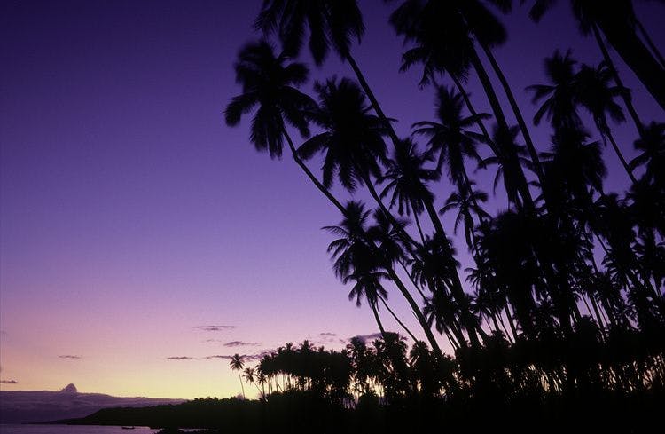A dusk view at sunset with palm trees silhouettes