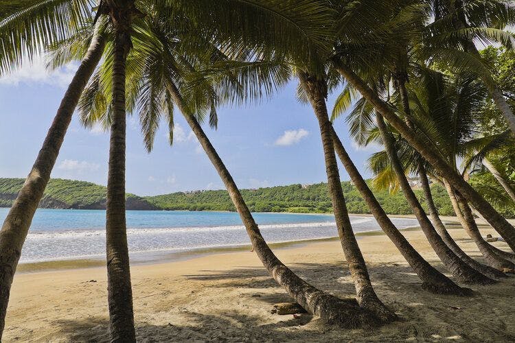 Palms line La Sagesse Beach in Grenada