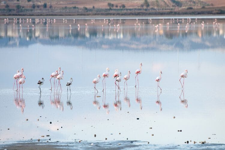Flamingos wade through the Larnaca salt lake in Cyprus