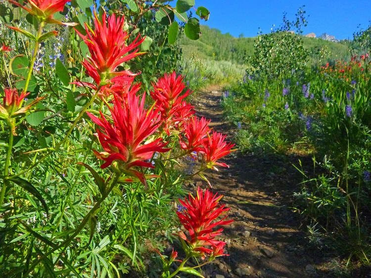 Natural, colorful botanical blooms in Sun Valley Idaho