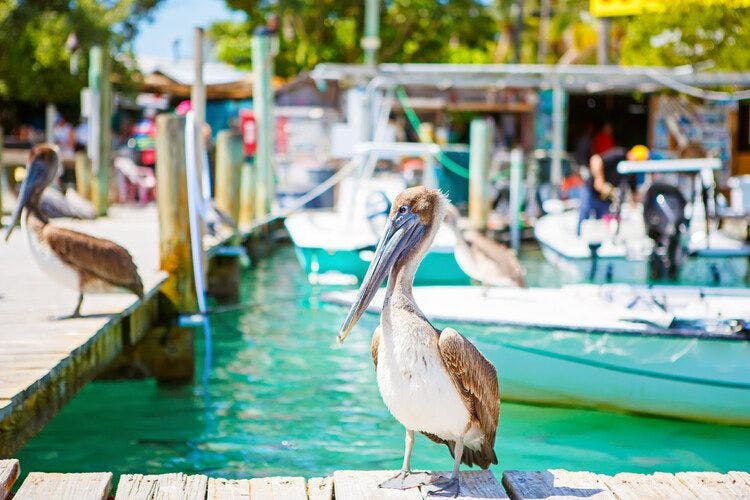 A pelican poses by the water at Robbie's Marina Islamorada