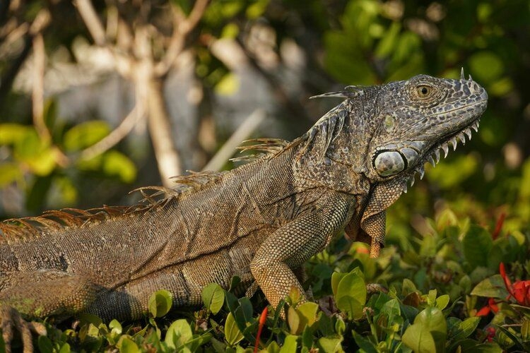 Iguana, 60 things to do in Turks and Caicos, Top Villas