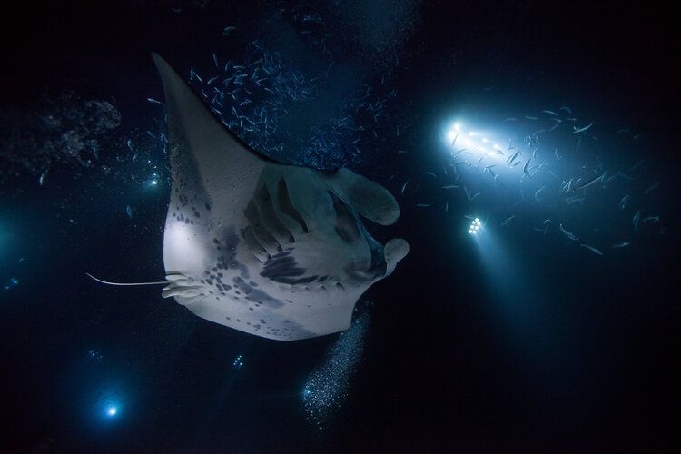 Manta ray swimming at night, things to do in Hawaii