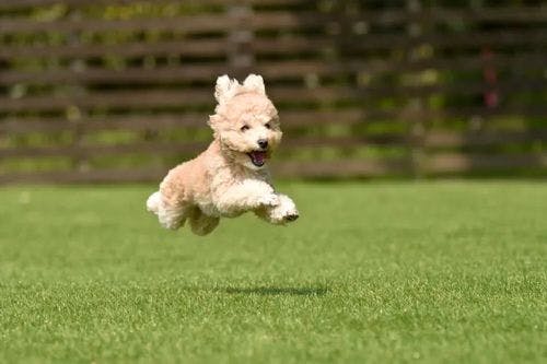 A white Westhighland Terrier bounding across grass