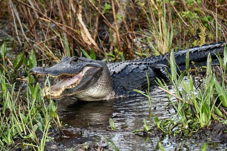 Things to do in Kissimmee, alligator spotting