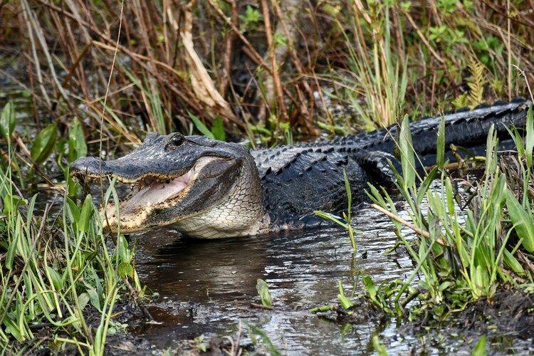 Things to do in Kissimmee, alligator spotting