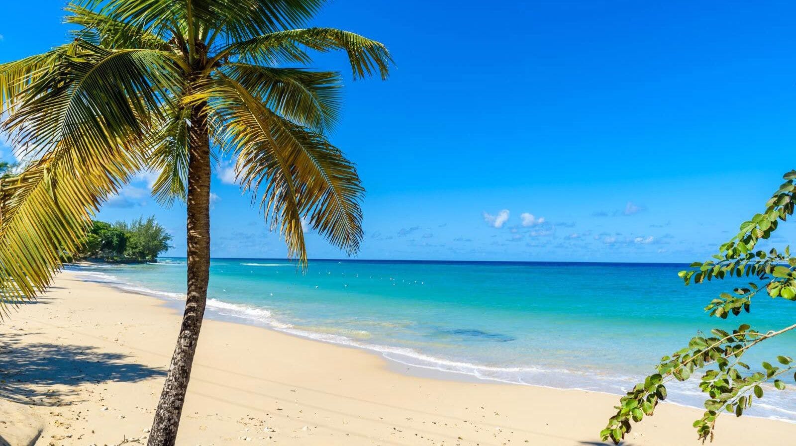 White sand beach with palm tree