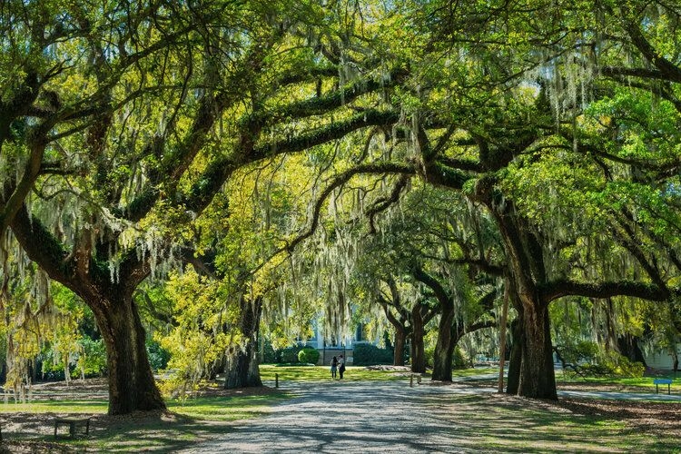 north-carolina-vs-south-carolina-faqs-spanish-moss-trees.jpg