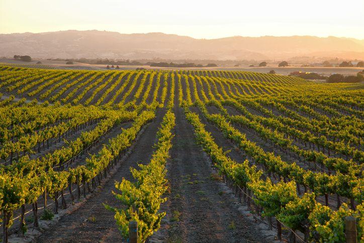 Pas Robles, California vineyards, Top Villas