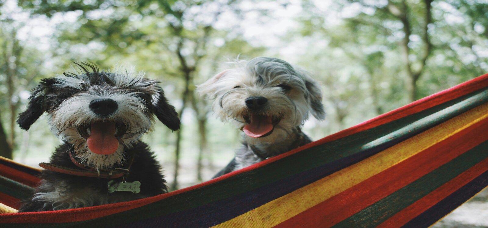 Pet friendly California villas, two cheerful dogs in a hammock