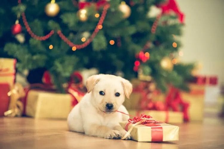 A golden retriever puppy playing with a ribbon on a present under a Christmas tree