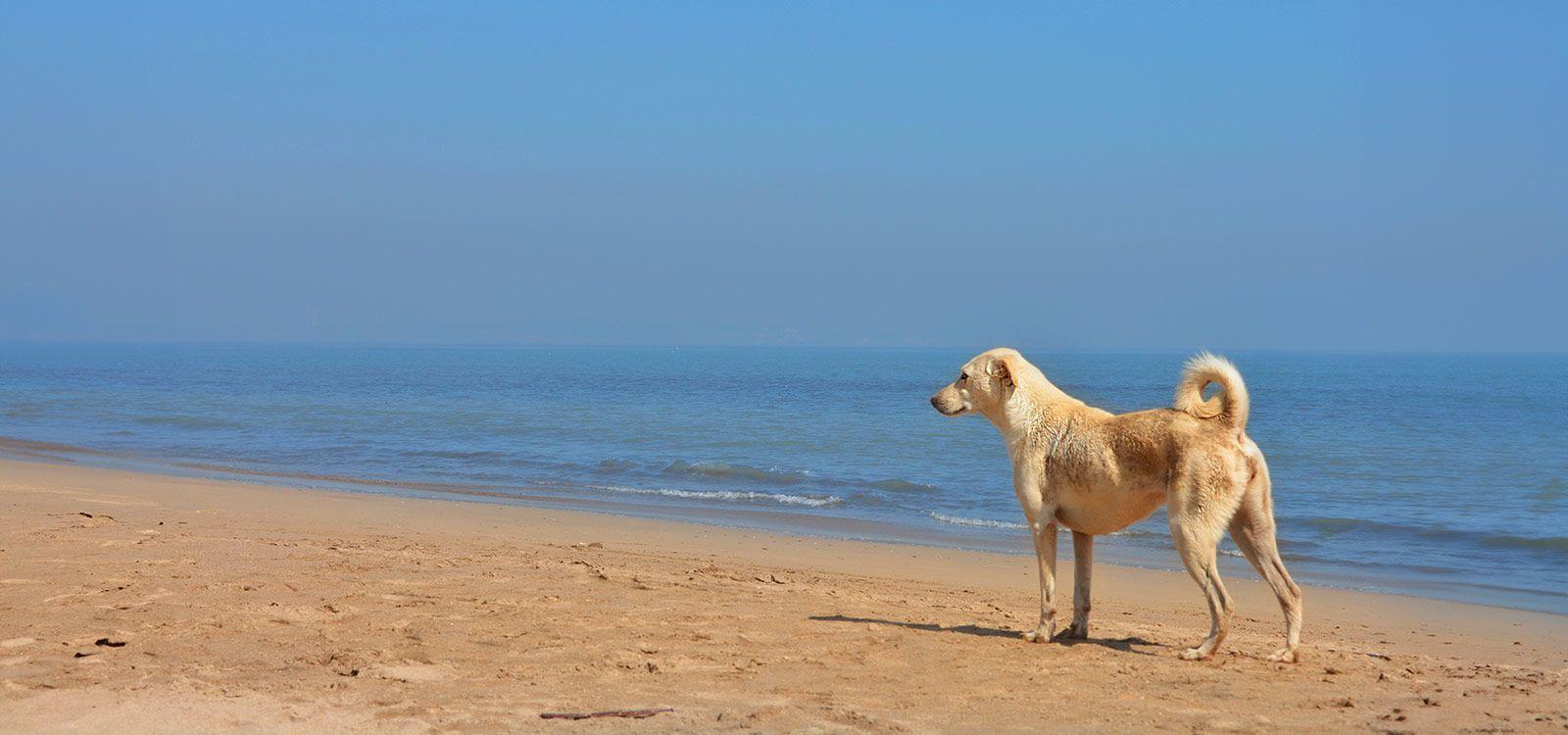 Pet friendly vacation rentals in Florida