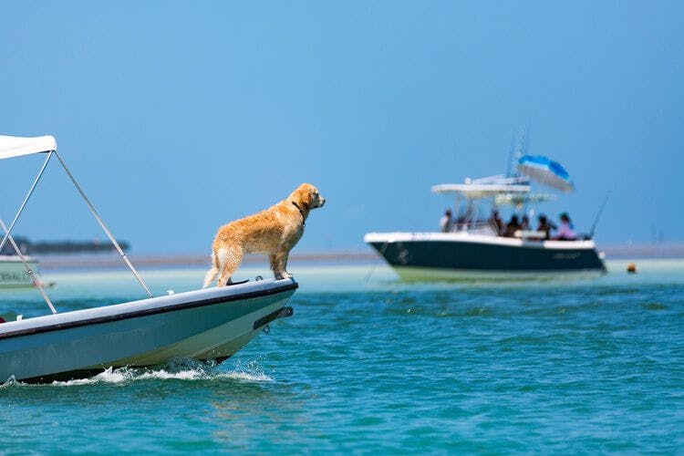 A golden retriever dog takes in the ocean view from the bow of a speed boat
