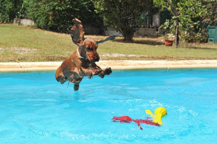 Cocker spaniel jumping into pool