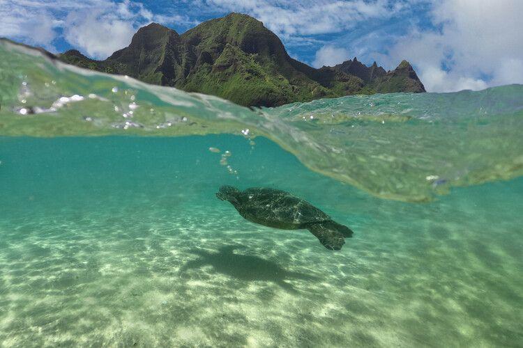 Princeville, Hawaii, turtle in the ocean
