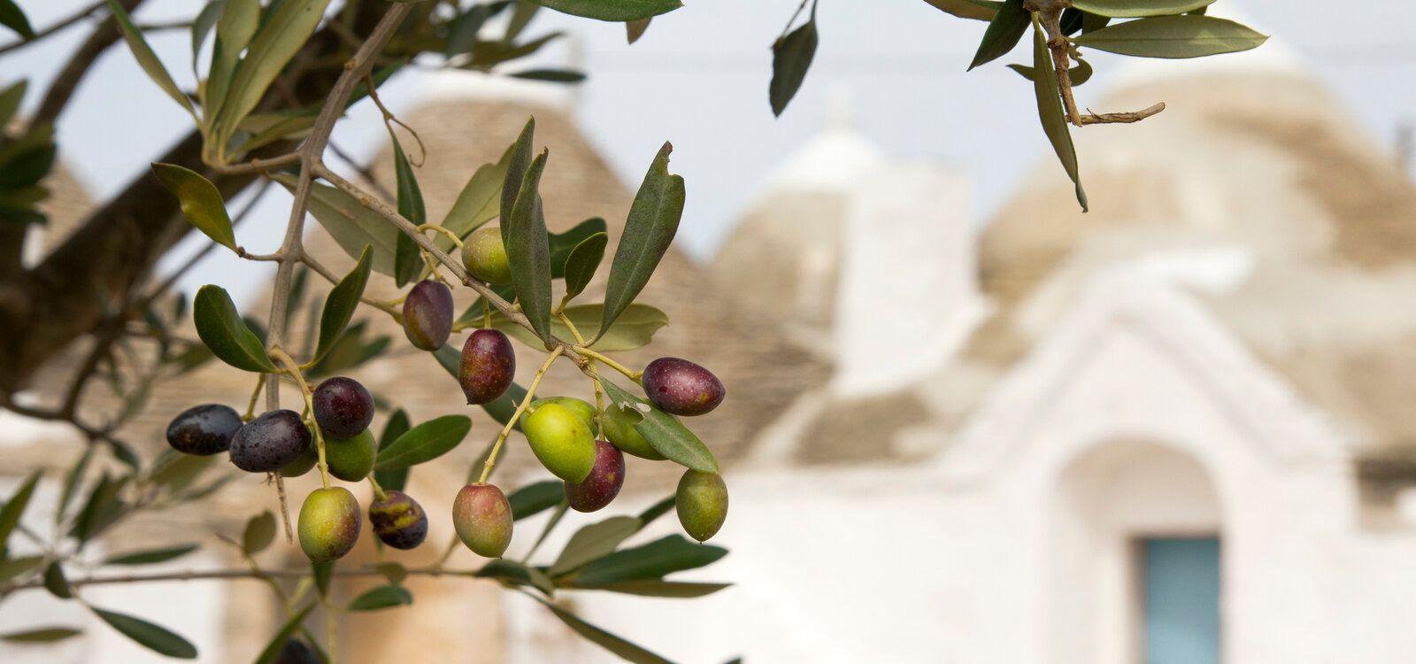 Puglia 3 Bedroom Condos, Top Villas