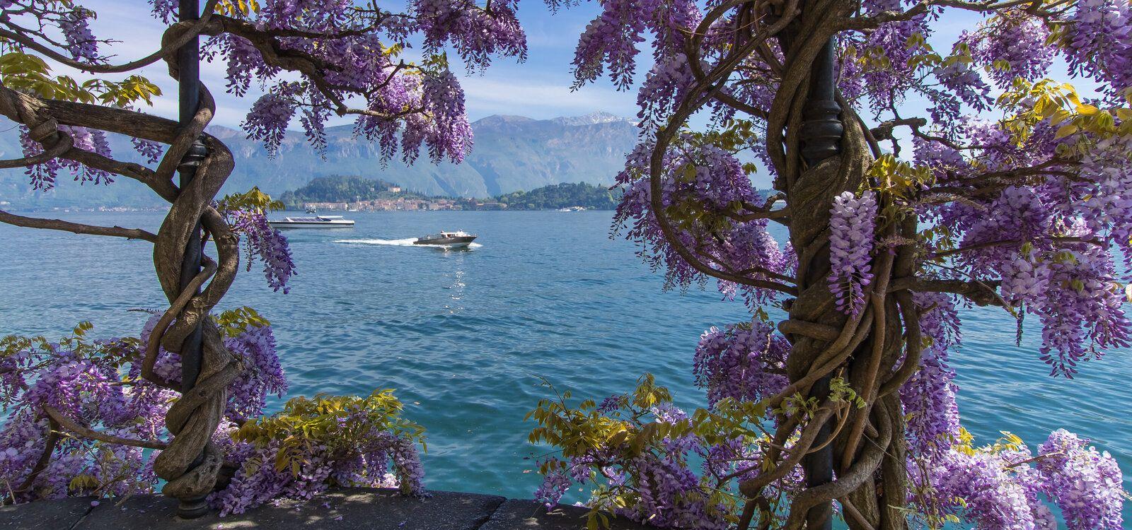 Lake Como wedding villas, romantic wisteria along the lakeside