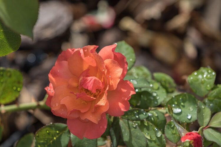 Rose Garden, things to do in Orlando