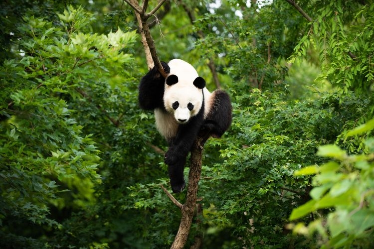 Smithsonian National Zoo, panda