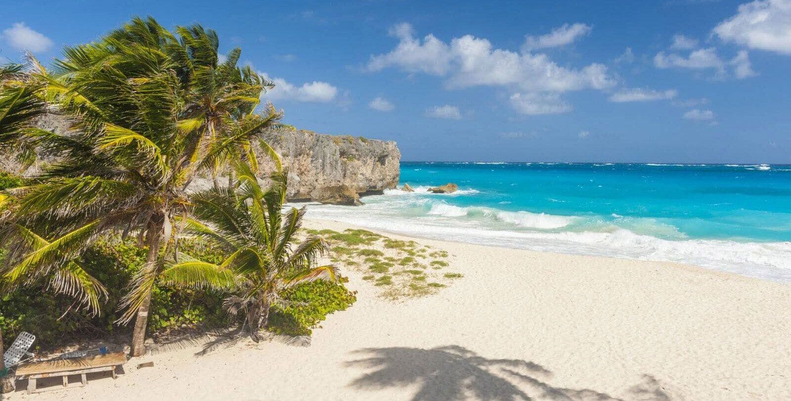 White sand beach with cliffs and palm trees in Barbados