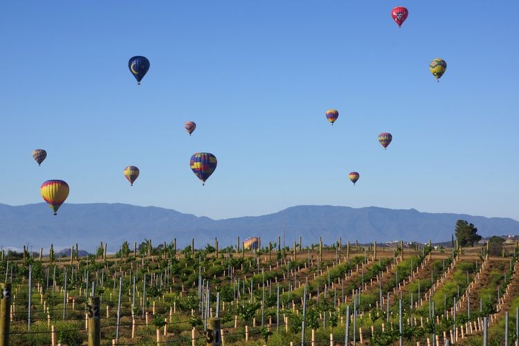 Temecula wineries, things to do in San Diego