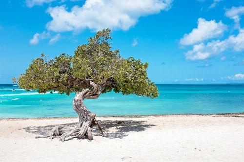 A tree on the beach